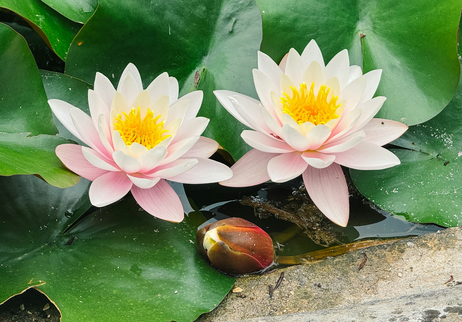 Two pink water lilies sitting on top of green leaves