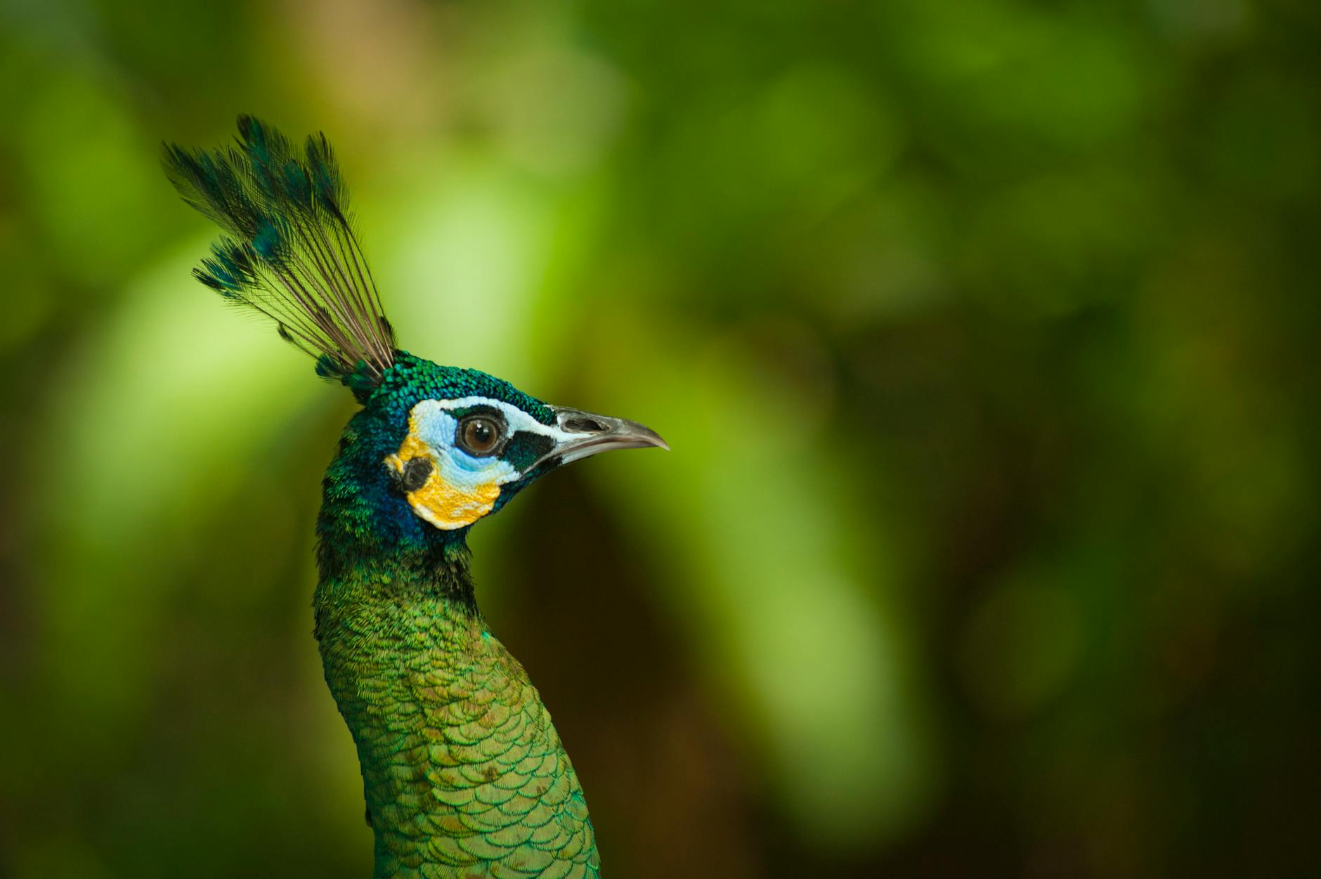 Close-up portrait of a vibrant and colorful peafowl set against a blurred green background.